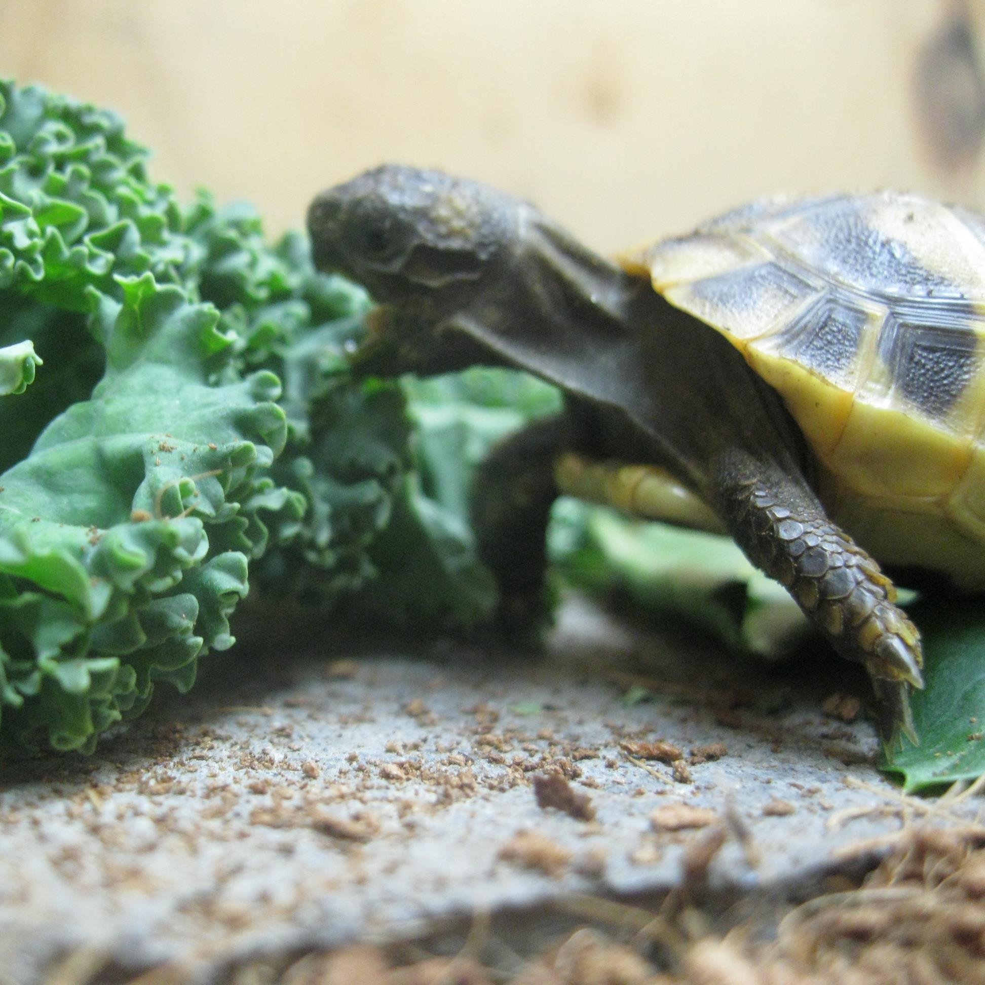 Chinchilla & Tortoise facts
7/21/2014