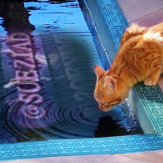 zee 🇬🇧🇺🇸