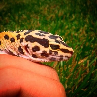 Reptile and Amphibian husbandry and care. Ask questions! Dont forget to follow @thereptilepage on instagram!