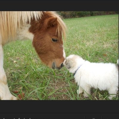 I love many things but my favorit thing is taking care of horses