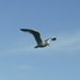 Ilfracombe SG (@ilfracombesg) Twitter profile photo