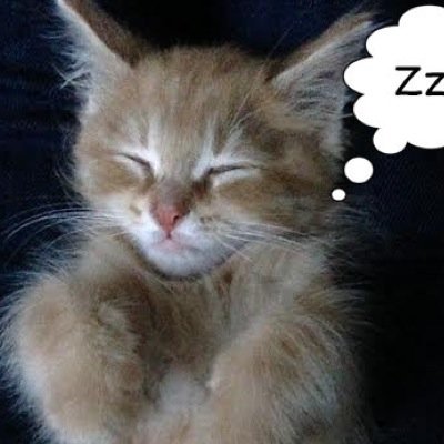 I WILL POST CUTE PICS OF ME SAY MEOW ONCE FOR A PET OR SAY MEOW MEOW FOR A BOYFRIEND CAT