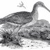 Curlew CoHousing (@ccohousing) Twitter profile photo