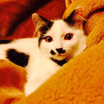 rockrolfollowme's profile picture. Freedom is just another word for nothing left to lose...