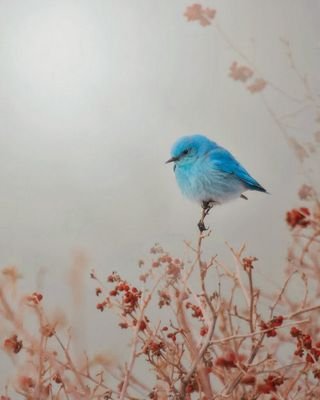 حًيِ عٌلَى الَجّمًالِ ♪