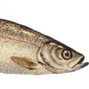 nokipper's profile picture. Reposting what is already online