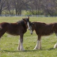 CCfanofsummer's profile picture. die hard Cardinal's fan!!! Go St. Louis!!!