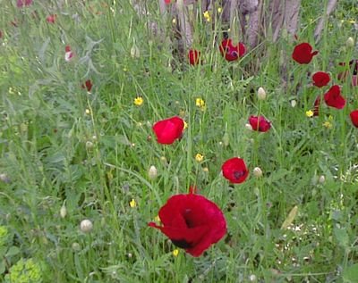 Suzannejmoore's profile picture. LFC supporter and avid F1 fan.