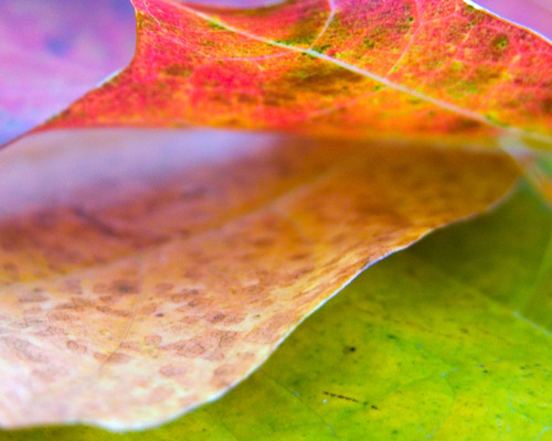 petspampering's profile picture. 