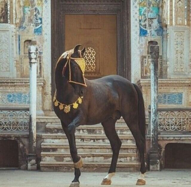 سبحان الله والحمدلله ولاإله إلا الله والله أكبر♥