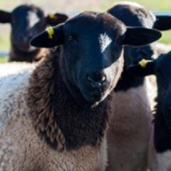 A small family farm producing premium meat, fruit and veggies, grown the way nature intended.