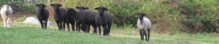 SepeFarm's profile picture. Our small farm specializes in CT Grown Lamb that's pastured and grain fed in a natural, stress-free environment. Thanks for supporting sustainable CT Agricuture