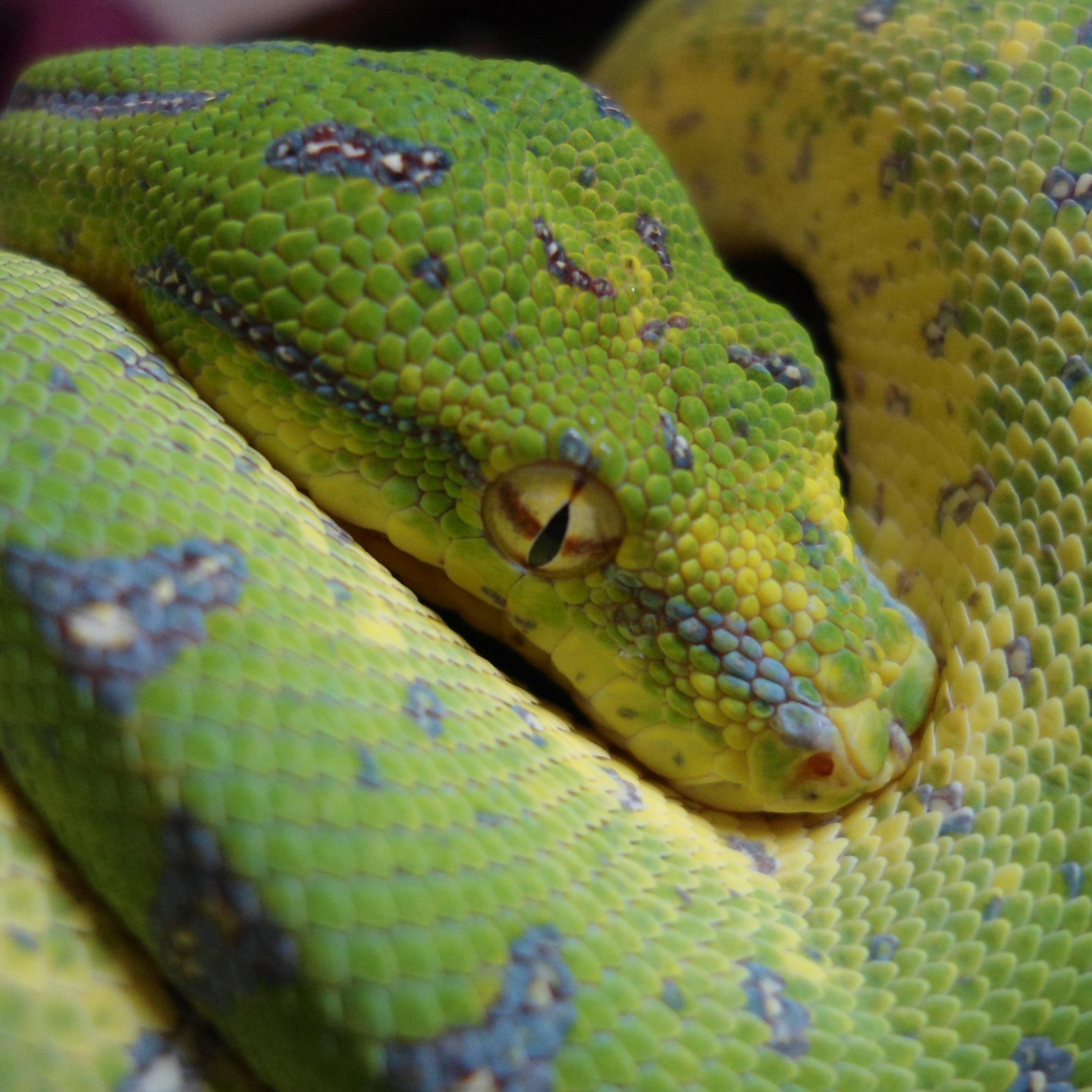 JJExotics's profile picture. 