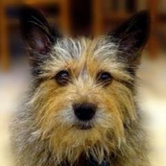 WeeWoofters's profile picture. For folks who love little dogs.