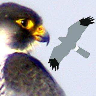 London Peregrine Partnership. Tweets by Stuart Harrington, views my own.