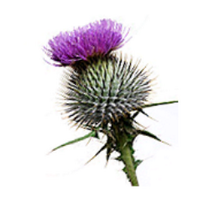 Thistle Technology (@thistletech) 's Twitter Profile