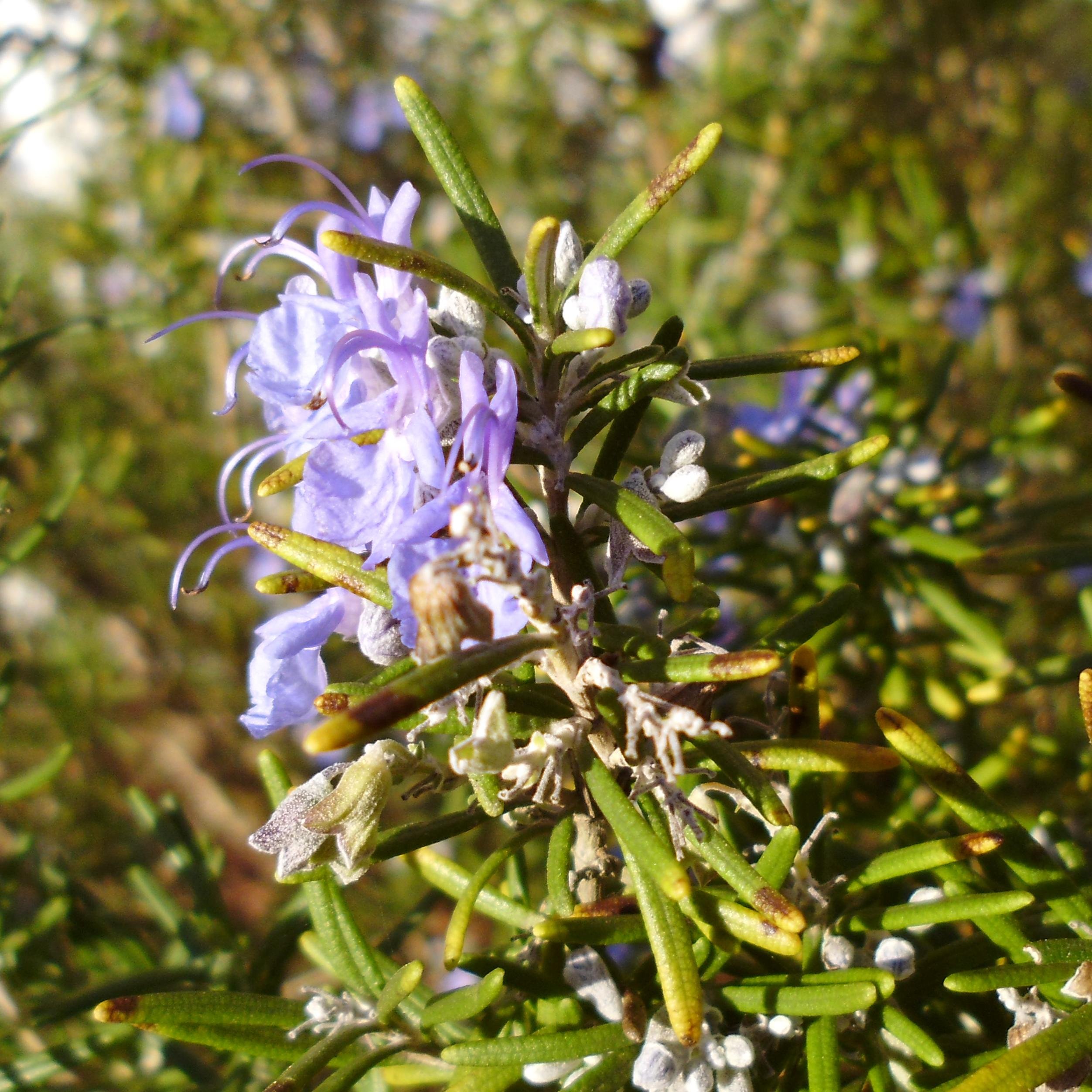 DeLaPalomaRocha's profile picture. Trabajo todo el año en pequeño comercio establecido por mi abuelo hace tiempo.
Uso Twitter como ventana a lo que pasa más allá del lugar en que elegí vivir.