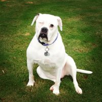 Olde Blind Dog (@oldeblinddog) 's Twitter Profile