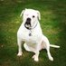 Olde Blind Dog (@oldeblinddog) Twitter profile photo Olde Blind Dog (@oldeblinddog) Twitter profile photo
