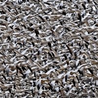 aladair (@aladair30) 's Twitter Profile