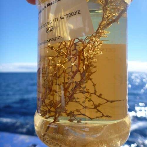 meeshblue's profile picture. It's a fishy world out there. Marine ecologist with interests in fish diet and deep sea / hydrothermal vent ecology. Tweets are my own.