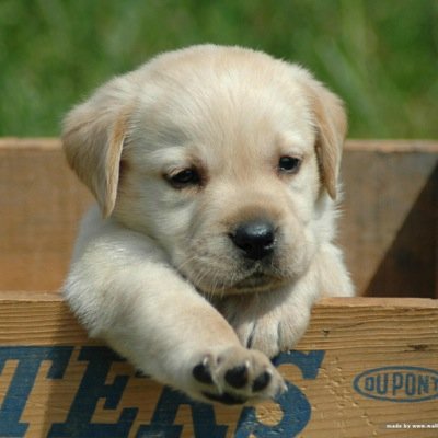 Porfavor sigue a esta cuenta @adrianal221 para difundir nuestro amor por los animales.
Fieles amigos. XVI desde bebé montando a caballo.