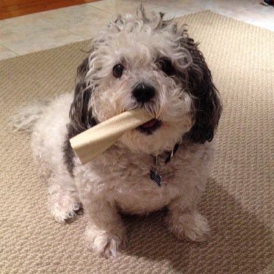 I like to eat, play, sleep and bark.
