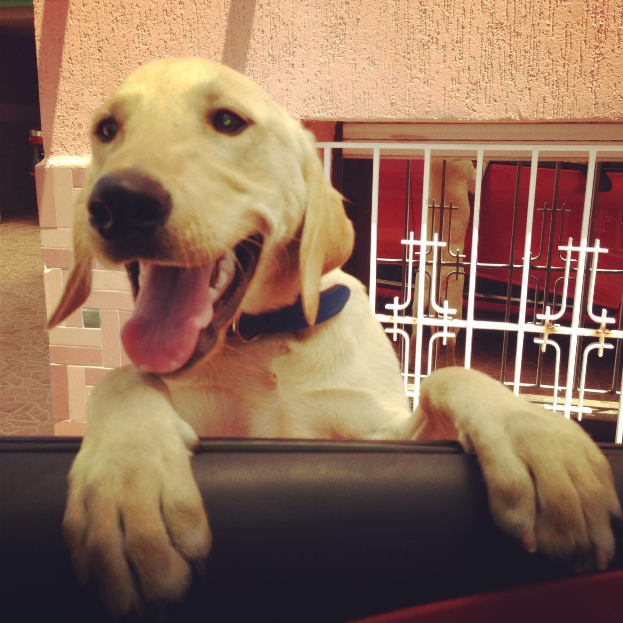Cooper is a Golden Labrador retriever rescued at 3 weeks in Casablanca,Morocco.
 Full of surprises /super active/funny and crazy
Follow his daily adventures