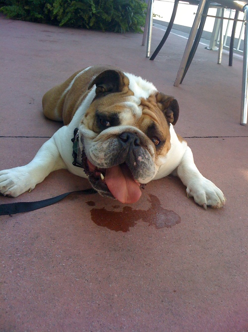 One bad ass Bulldog walkin the streets of West LA y que!