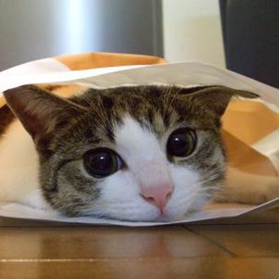 けんすけ