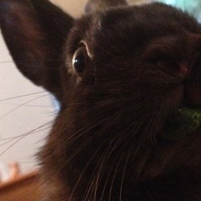 OregonAlpinist's profile picture. RCTID and Choco Ghost House. Barista, linguist, mountaineer, Ultimate player. 🏴󠁧󠁢󠁷󠁬󠁳󠁿 ✝️