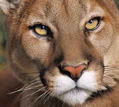 CougGossip's profile picture. DM me your most juicy gossip!