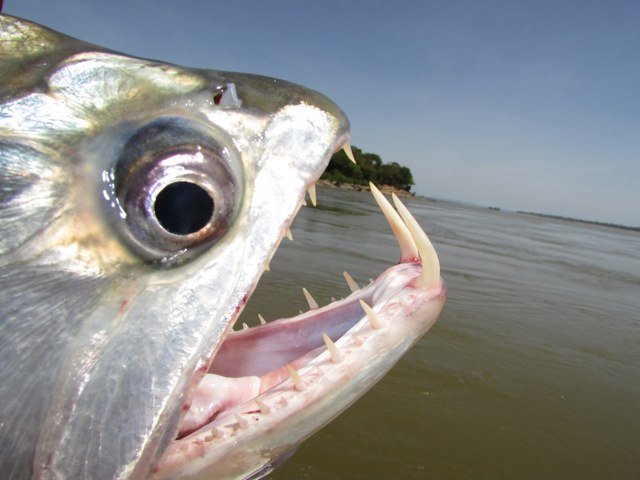 Pescador aficionado y aventurero. Catch and release. Spinning, casting and fly fishing.