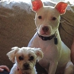 Husband, Dad, Pitbull Owner, from Texas now in Ohio.  Be prepared or FAFO