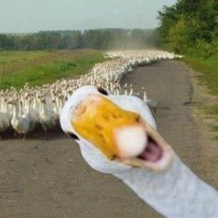 #MerpGoose2016 I'm running VP!