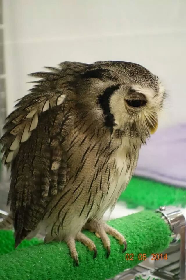 Bwaaaah's profile picture. The four and twenty blackbirds.