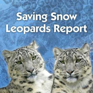 Saving Snow Leopards Report. Latest news on race to save endangered snow leopards and help  communities sharing their habitat. Founder, @SibylleNoras.