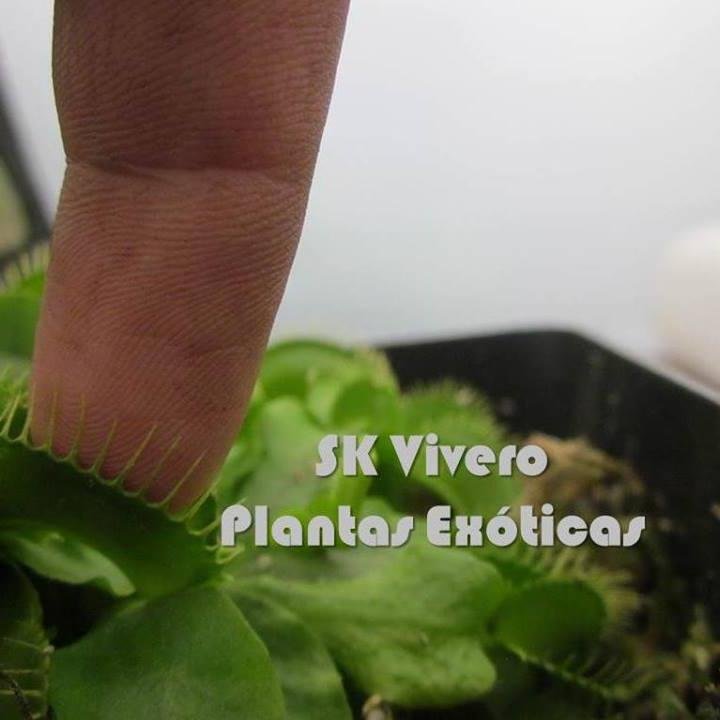 skcarnivoras's profile picture. Bienvenidos a nuestro Twitter, un lugar donde compartiremos nuestras diversas actividades, productos y temas relacionados a la Horticultura Ornamental en Perú.