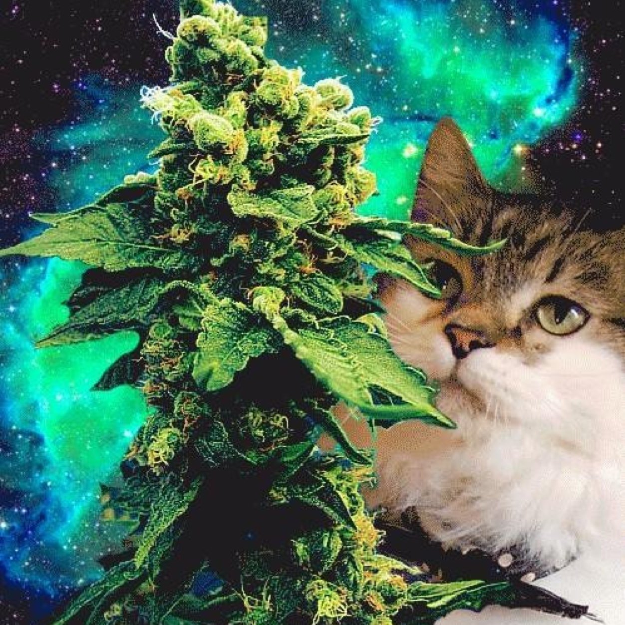 mansenhansenn's profile picture. 