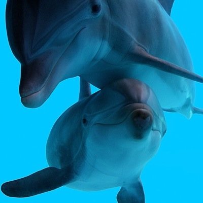 Dolphin lover? 
Follow for amazig dolphin pictures and facts