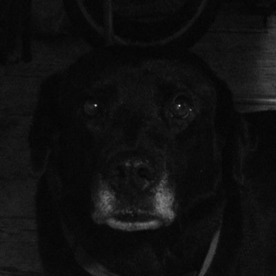 Probably just chillin with The owner ya know?Just your average dog, i like long walks on the beach. #DrugLife #SmokeWithMe #iFollowBack Akron, OH