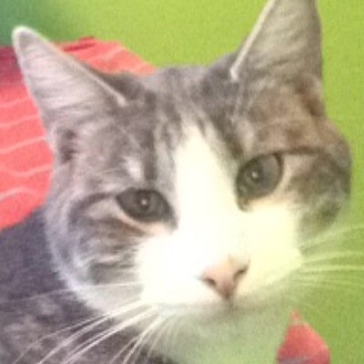 candystarsco's profile picture. cats