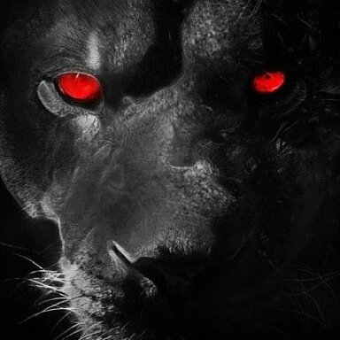 dahnish's profile picture. 