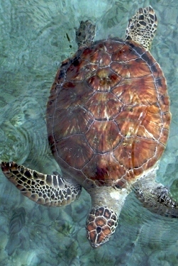 Synapsed's profile picture. 