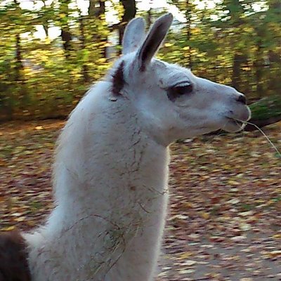 maulheldin's profile image