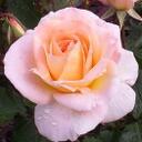 Mary Loucks - @ICareAbtYou - Twitter