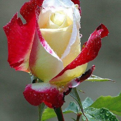 عش عالُمك الخاص,أكتب ماتُحب وكُن ماتريد,لاتفرض نفسك عَلى أحد,إعجَاب الأخرِين بك لايسُاوي شيئاً .