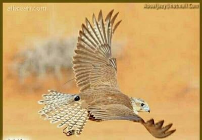 ‏‏جمال العقل بالفكر ، وجمال اللسان بالصمت ، وجمال الوجه بالعبادة ، وجمال الفؤاد بترك الحسد ، وجمال الحال بالاستقامة ،و جمال الكلام بالصدق