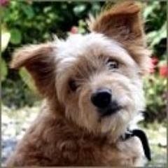 ShaneAmpongan2's profile picture. 