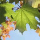 Aaron Hrdlicka - @aaron_hrdlicka - Twitter